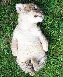 dormir