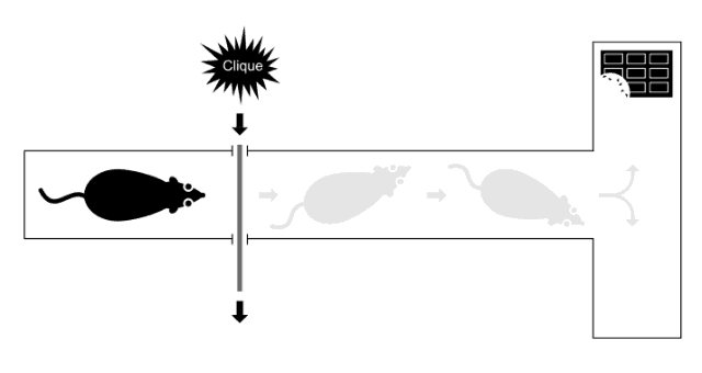rato-no-laboratório